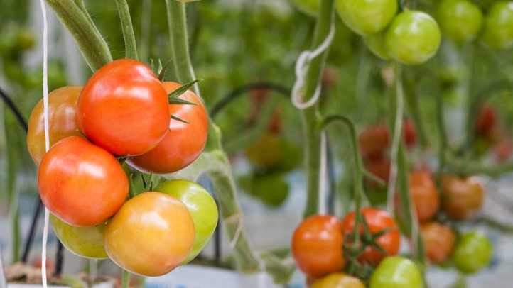Lessons from My Horrible, Terrible, No-Good, Very Bad Garden